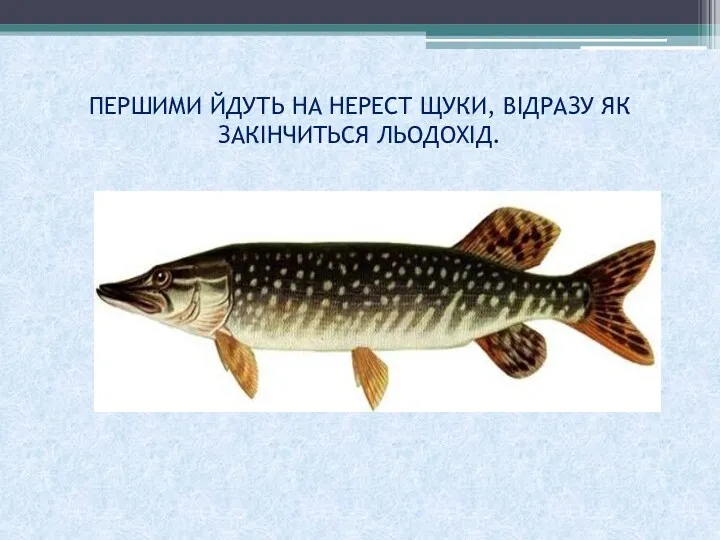 ПЕРШИМИ ЙДУТЬ НА НЕРЕСТ ЩУКИ, ВІДРАЗУ ЯК ЗАКІНЧИТЬСЯ ЛЬОДОХІД.