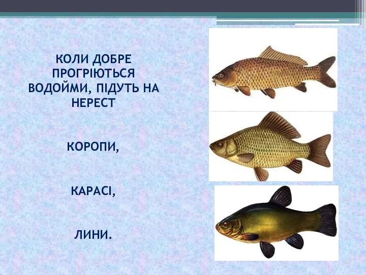 КОЛИ ДОБРЕ ПРОГРІЮТЬСЯ ВОДОЙМИ, ПІДУТЬ НА НЕРЕСТ КОРОПИ, КАРАСІ, ЛИНИ.