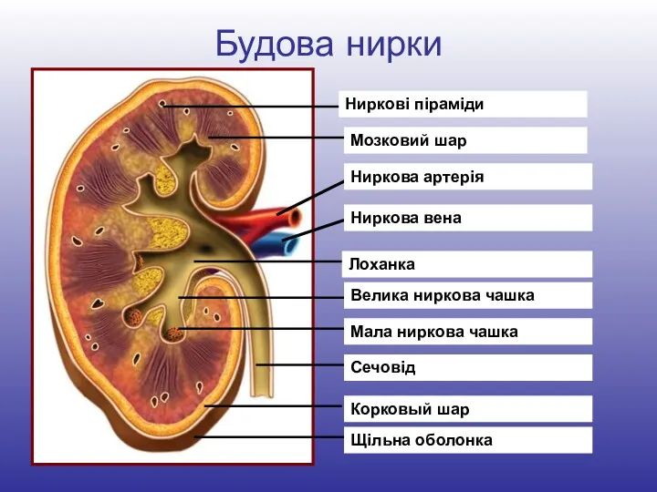 Будова нирки