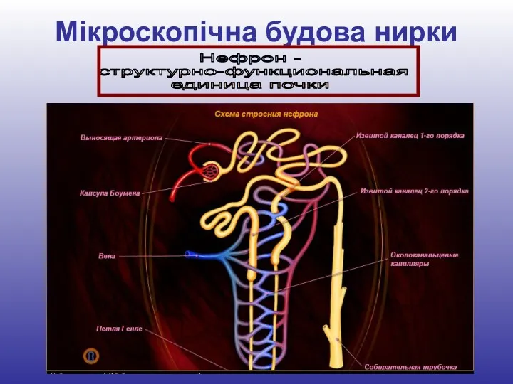 Мікроскопічна будова нирки