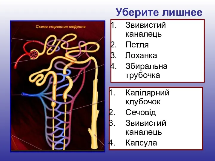 Уберите лишнее Звивистий каналець Петля Лоханка Збиральна трубочка Капілярний клубочок Сечовід Звивистий каналець Капсула