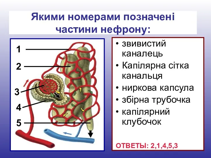 звивистий каналець Капілярна сітка канальця ниркова капсула збірна трубочка капілярний