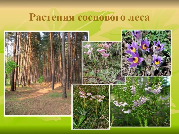 Растения соснового леса