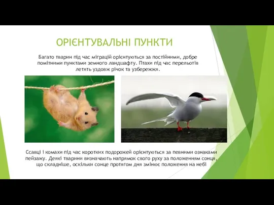 Багато тварин під час міграцій орієнтуються за постійними, добре помітними