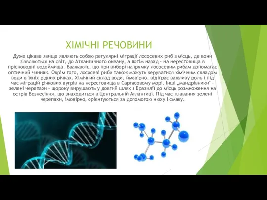 Дуже цікаве явище являють собою регулярні міграції лососевих риб з