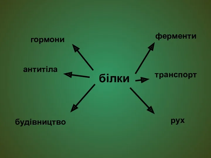 білки транспорт ферменти будівництво антитіла гормони рух