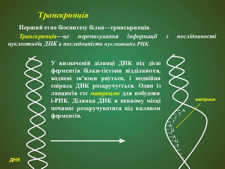 Транскрипція Перший етап біосинтезу білка—транскрипція. Транскрипція—це переписування інформації з послідовності