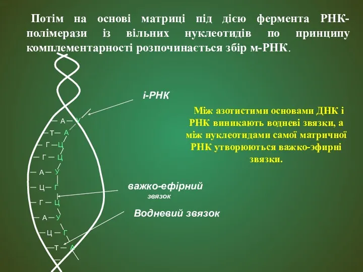 Потім на основі матриці під дією фермента РНК-полімерази із вільних