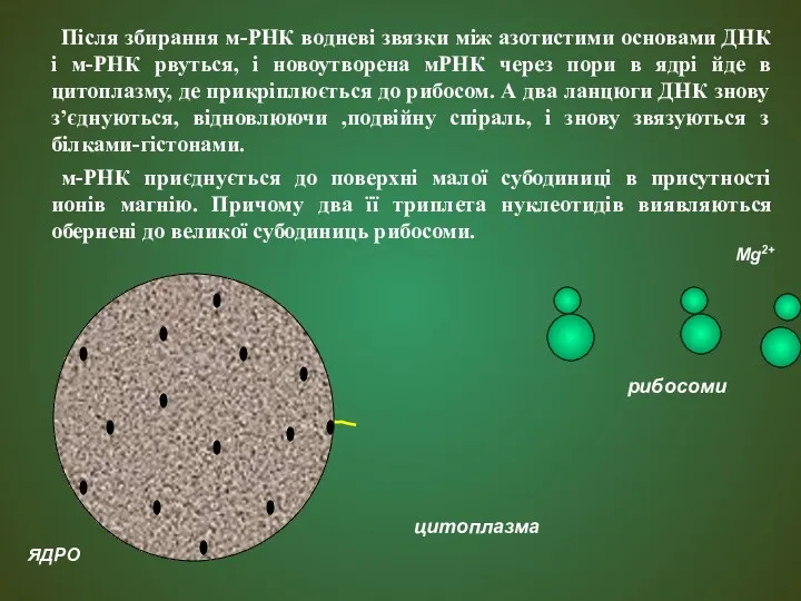 мРНК Після збирання м-РНК водневі звязки між азотистими основами ДНК