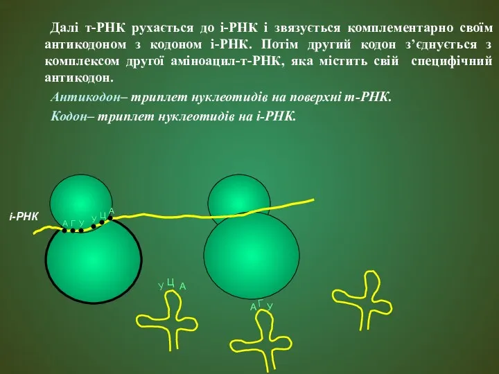 Далі т-РНК рухається до і-РНК і звязується комплементарно своїм антикодоном