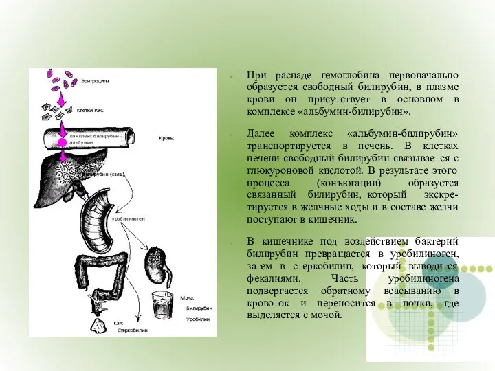 При распаде гемоглобина первоначально образуется свободный билирубин, в плазме крови