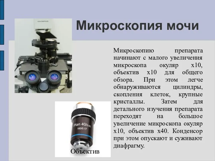 Микроскопию препарата начинают с малого увеличения микроскопа окуляр х10, объектив