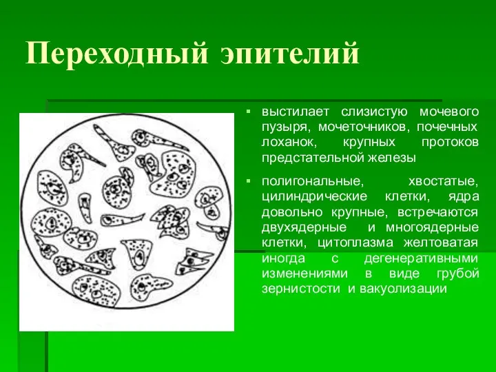 Переходный эпителий выстилает слизистую мочевого пузыря, мочеточников, почечных лоханок, крупных