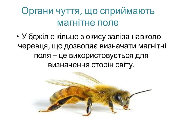 Органи чуття, що сприймають магнітне поле У бджіл є кільце з окису заліза