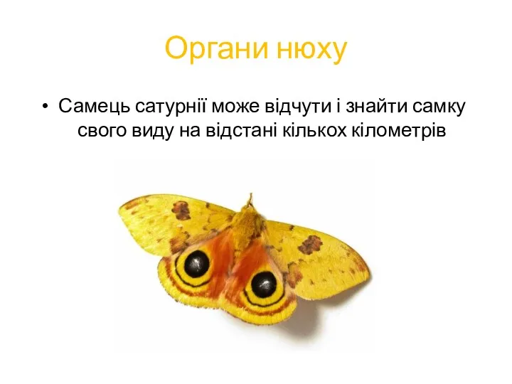 Органи нюху Самець сатурнії може відчути і знайти самку свого виду на відстані кількох кілометрів