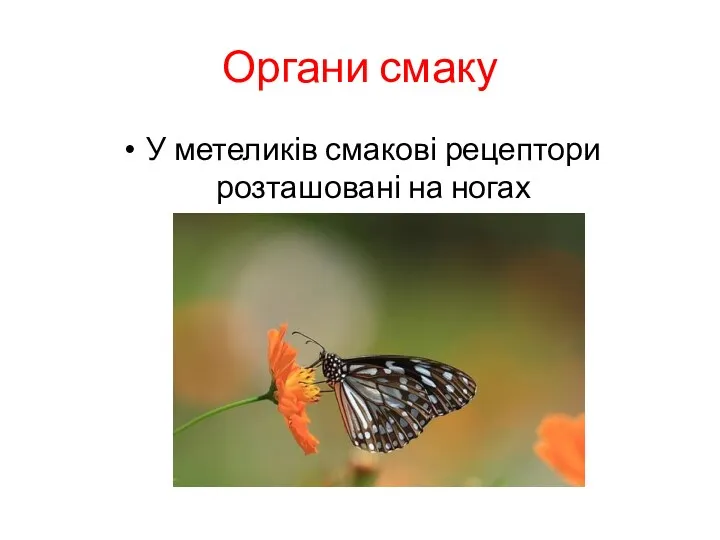 Органи смаку У метеликів смакові рецептори розташовані на ногах