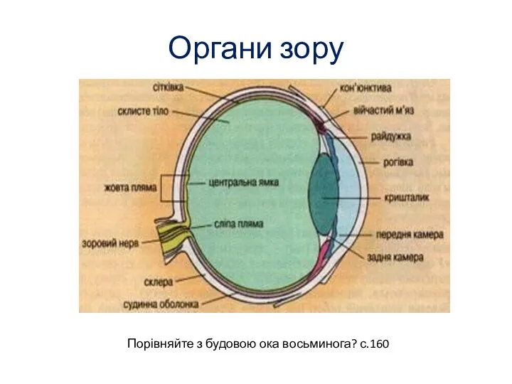 Органи зору Порівняйте з будовою ока восьминога? с.160