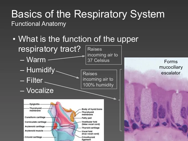 Basics of the Respiratory System Functional Anatomy What is the