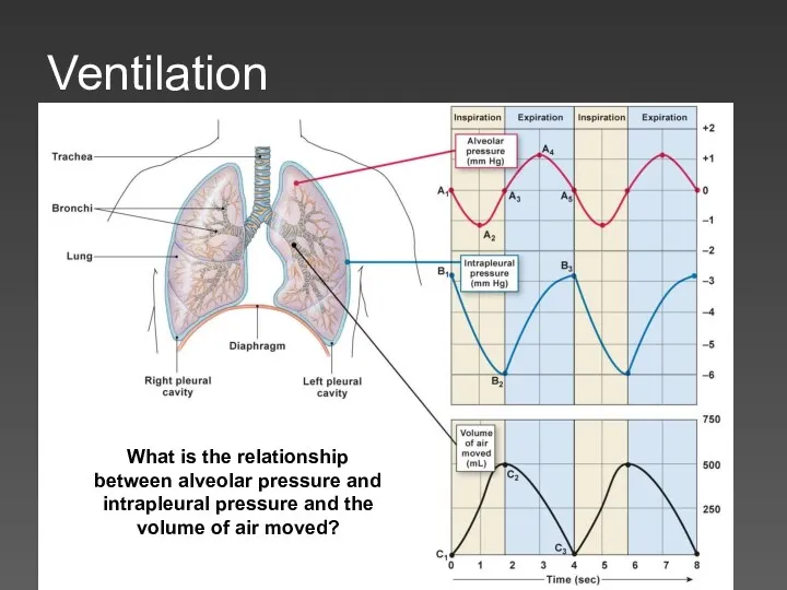 Ventilation What is the relationship between alveolar pressure and intrapleural