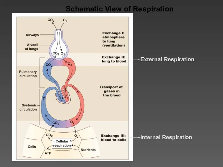 External Respiration Internal Respiration Schematic View of Respiration