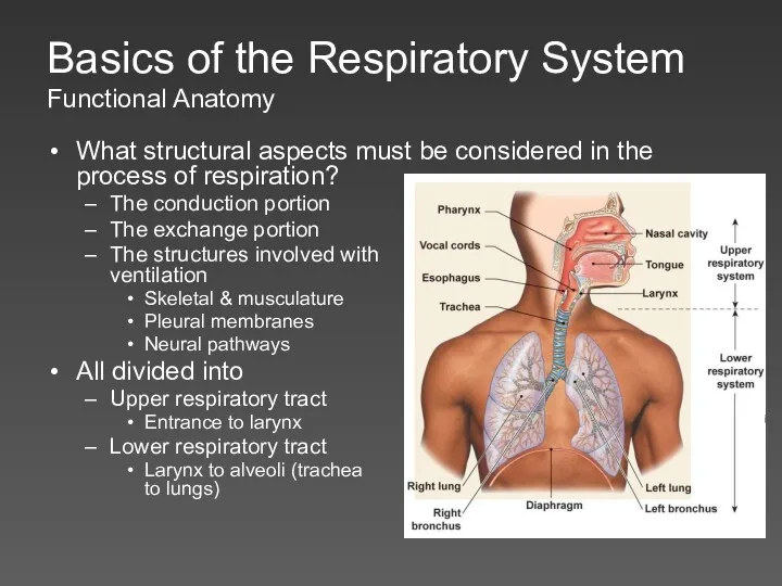 Basics of the Respiratory System Functional Anatomy What structural aspects