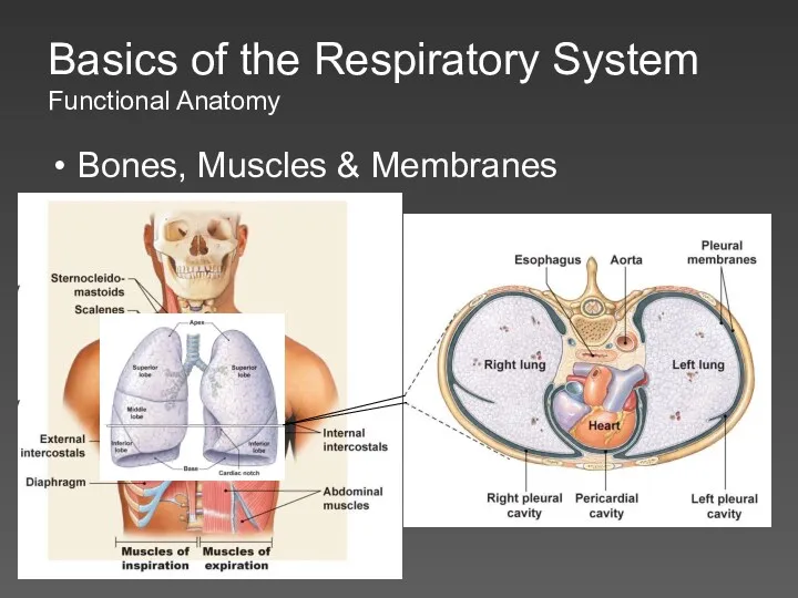 Basics of the Respiratory System Functional Anatomy Bones, Muscles & Membranes