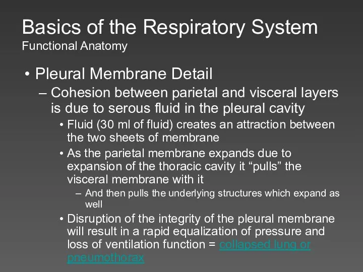 Basics of the Respiratory System Functional Anatomy Pleural Membrane Detail
