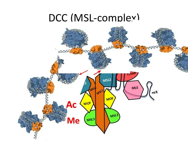 DCC (MSL-complex)