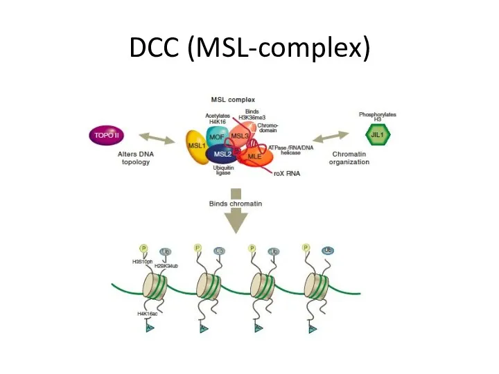 DCC (MSL-complex)