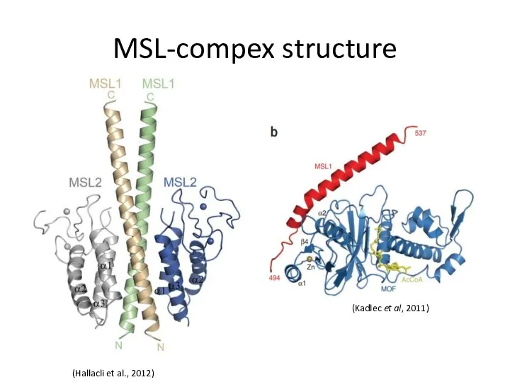 MSL-compex structure (Hallacli et al., 2012) (Kadlec et al, 2011)