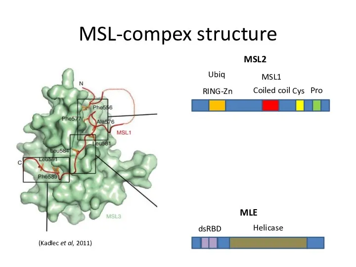 MSL-compex structure RING-Zn Coiled coil Cys Pro Ubiq MSL1 (Kadlec