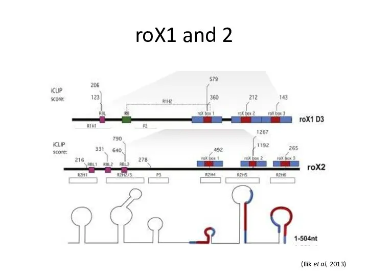 roX1 and 2 (Ilik et al, 2013)