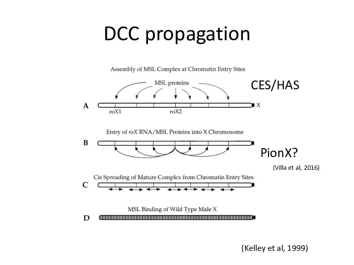 DCC propagation (Kelley et al, 1999) CES/HAS PionX? (Villa et al, 2016)