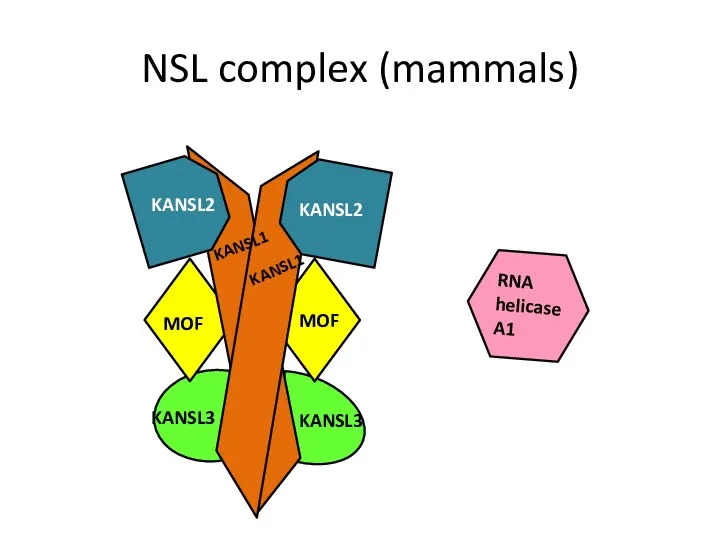 NSL complex (mammals)