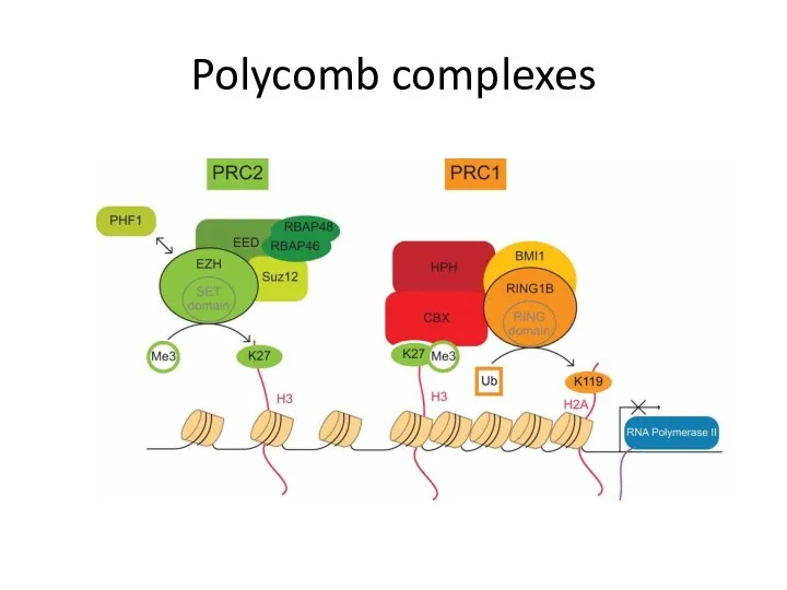 Polycomb complexes