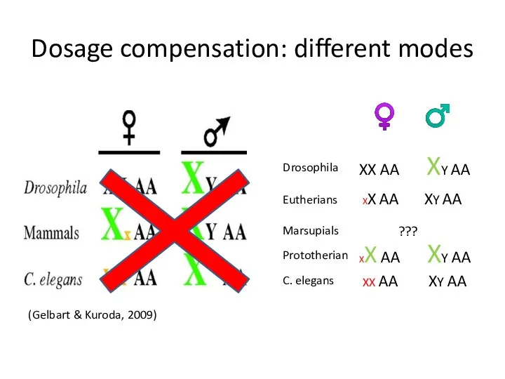 Dosage compensation: different modes Drosophila Eutherians Marsupials C. elegans ♀