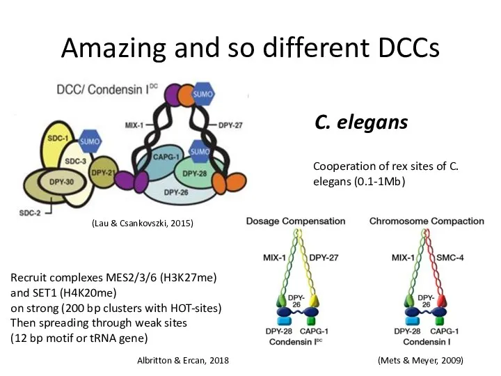 Amazing and so different DCCs C. elegans Recruit complexes MES2/3/6