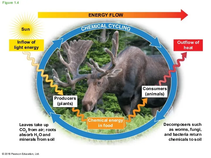 Figure 1.4 ENERGY FLOW Sun Inflow of light energy Producers