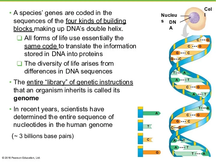 A species’ genes are coded in the sequences of the