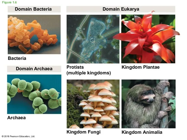 Figure 1.6 Domain Bacteria Domain Eukarya Bacteria Domain Archaea Protists