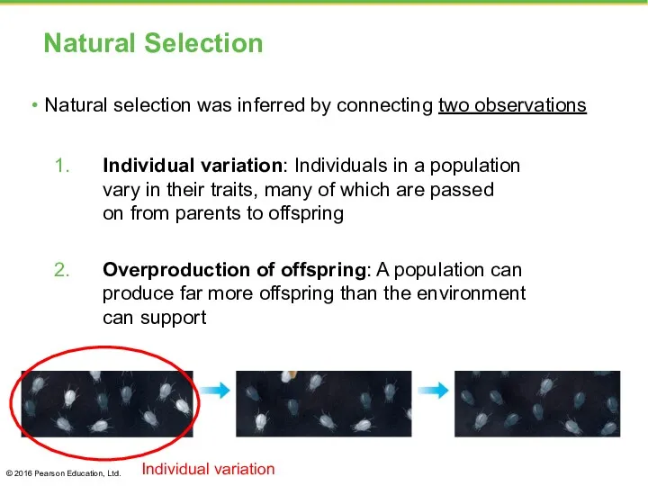 Natural Selection Natural selection was inferred by connecting two observations