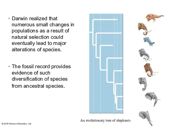 © 2016 Pearson Education, Ltd. Darwin realized that numerous small