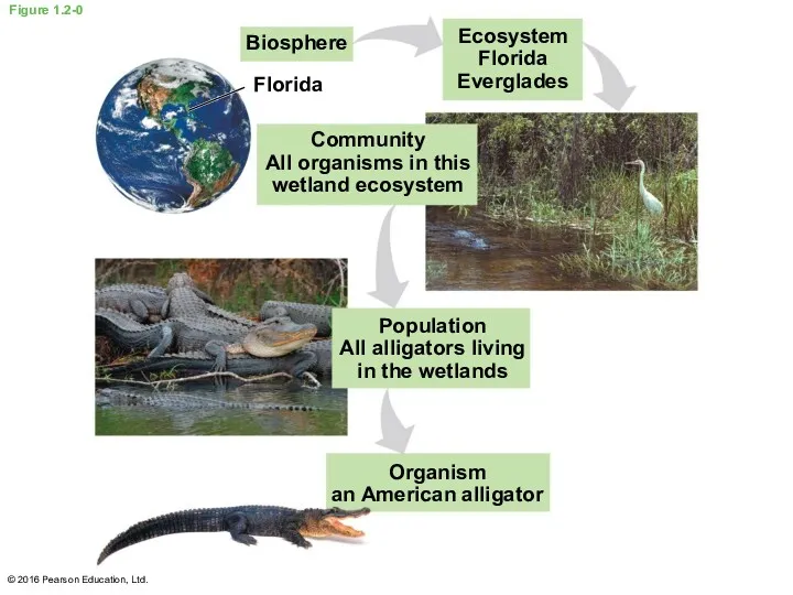 Figure 1.2-0 Biosphere Florida Ecosystem Florida Everglades Community All organisms