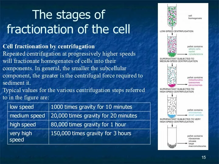 The stages of fractionation of the cell Cell fractionation by