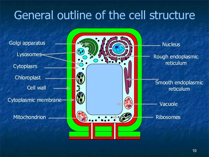 General outline of the cell structure