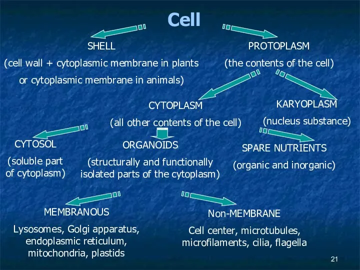 SHELL (cell wall + cytoplasmic membrane in plants or cytoplasmic