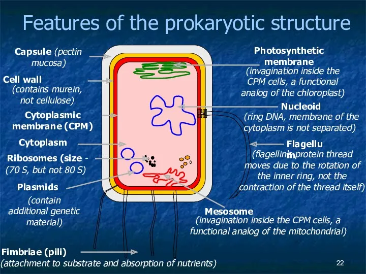 Features of the prokaryotic structure Capsule (pectin mucosa) Cell wall