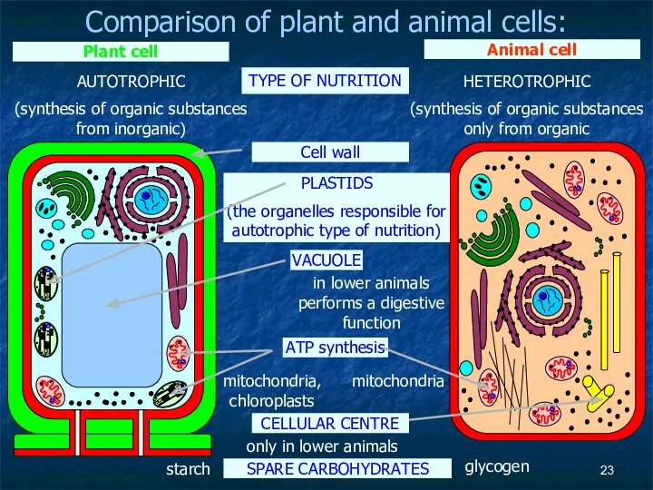 Comparison of plant and animal cells: TYPE OF NUTRITION AUTOTROPHIC