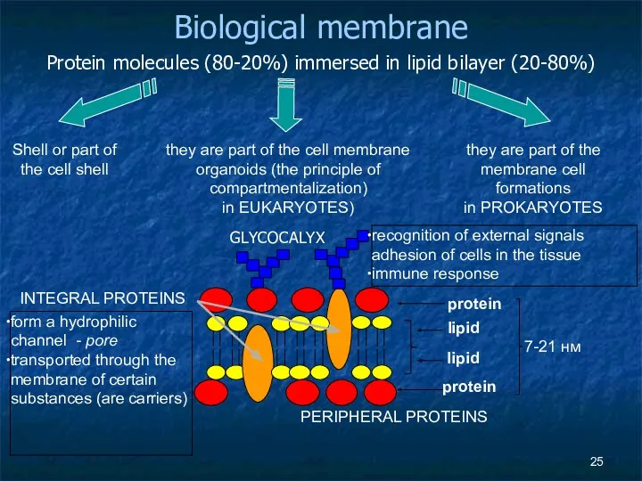 Biological membrane Protein molecules (80-20%) immersed in lipid bilayer (20-80%)