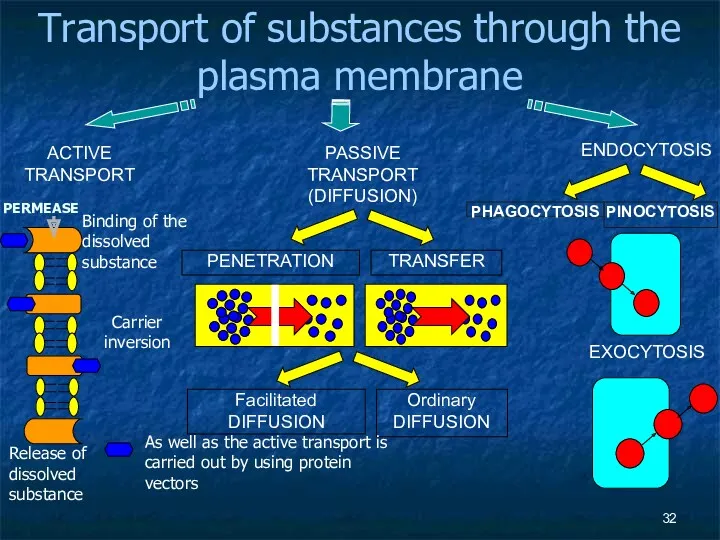 Transport of substances through the plasma membrane ACTIVE TRANSPORT PASSIVE